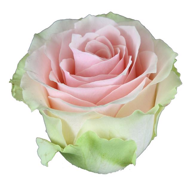 20x Rosa frutteto 60cm