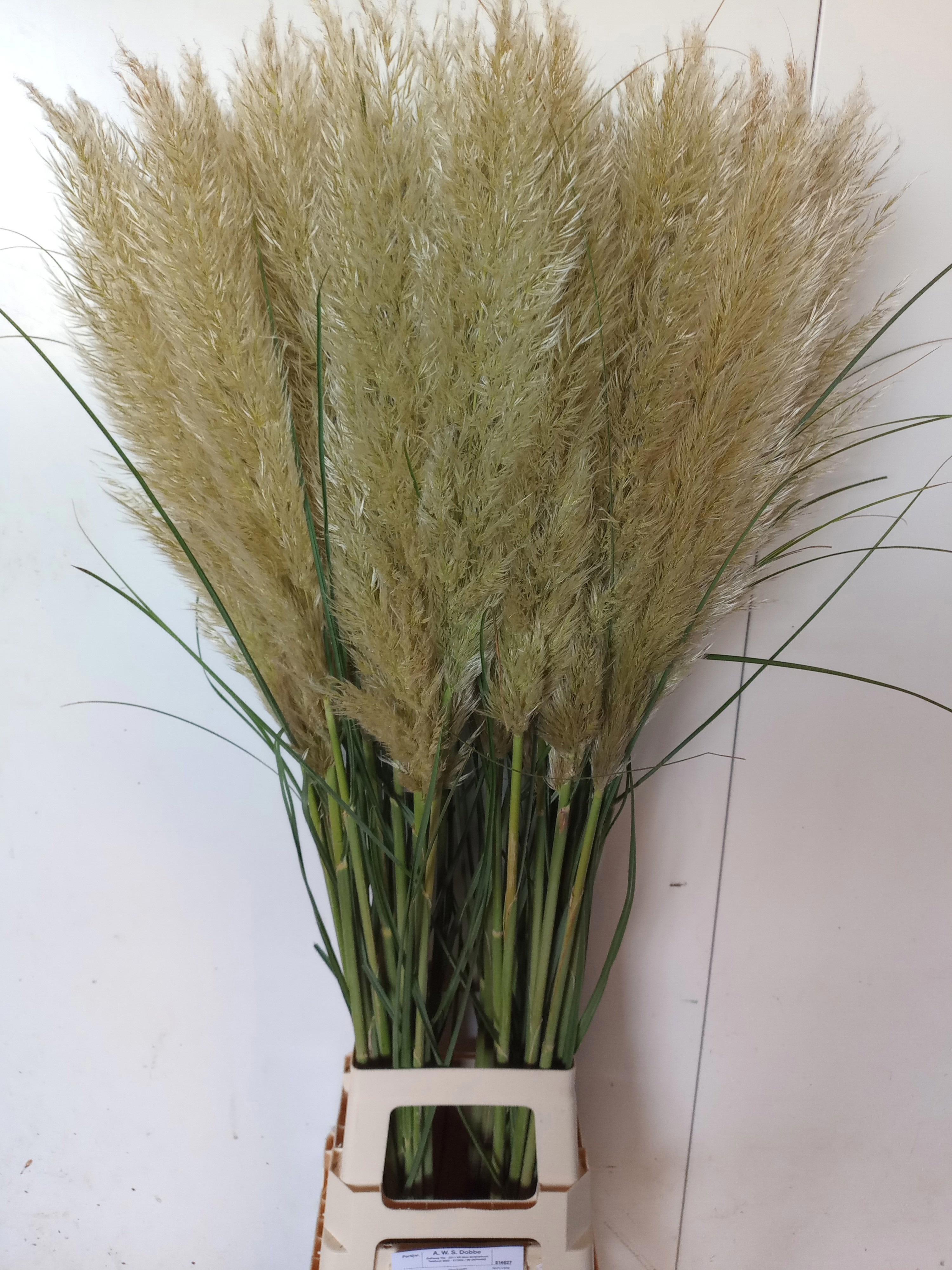 30x Gs cortaderia evita 80cm
