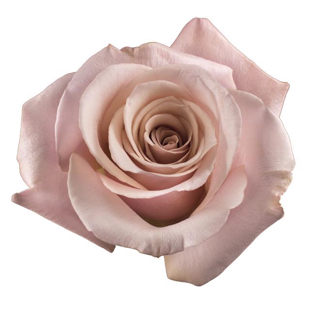 25x Rosa mother of pearl 60cm