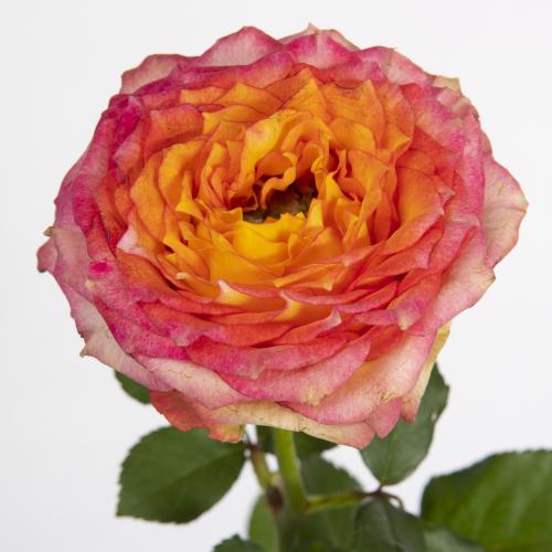 10x Rosa green island samoa 50cm