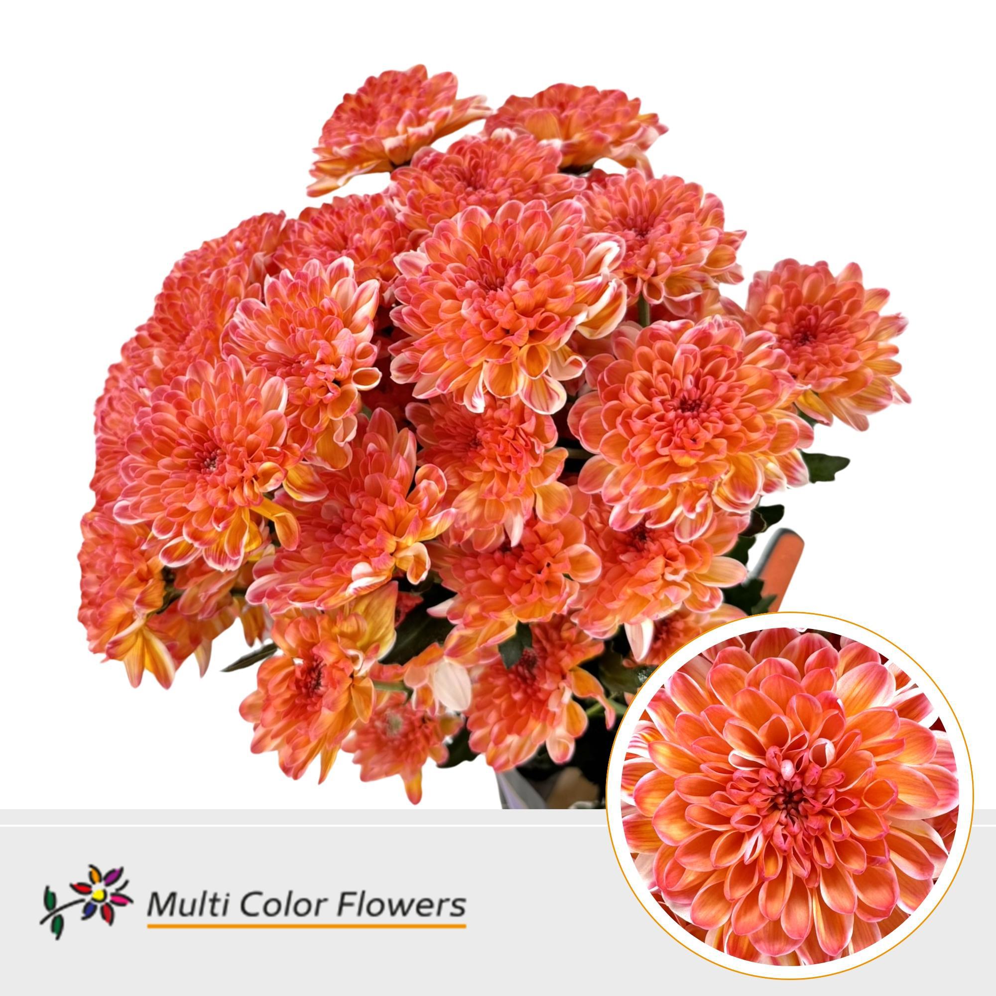 10x Chrysant altaj kakariki 60cm