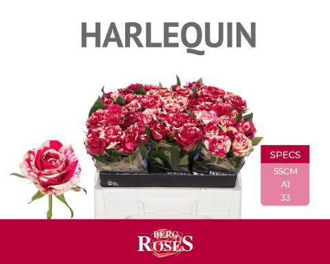 10x Rosa harlequin 50cm