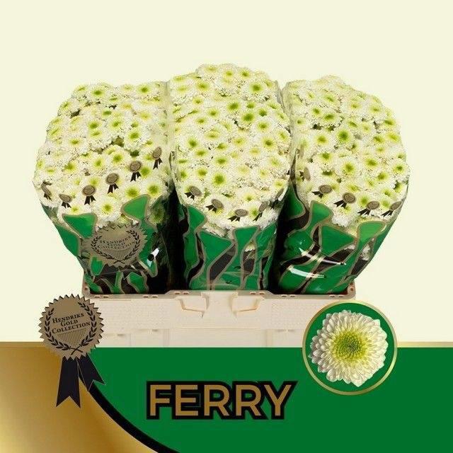 25x Chrysant san.ferry 50cm