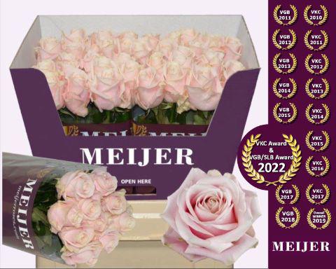 10x Rosa sweet avalanche+ 60cm