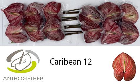 12x Anth.caribean 10cm