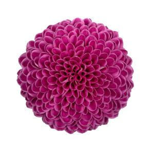 10x Chrysant roxo 70cm