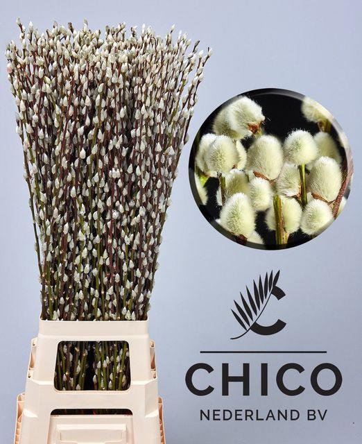 50x Tk salix snowflake 80cm