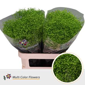 25x Gipskruid m.stars groen 80cm