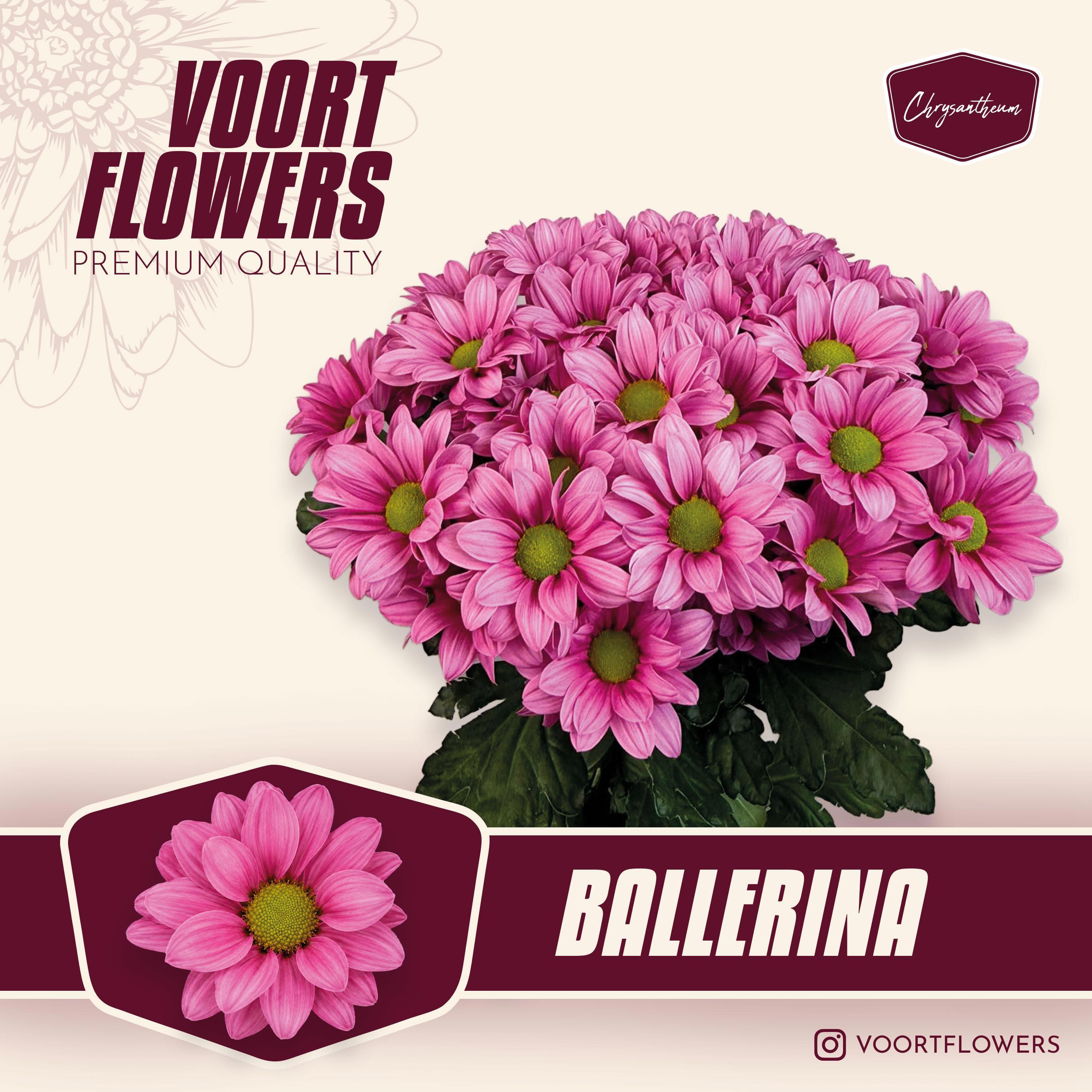 5x Chrysant ballerina's 70cm