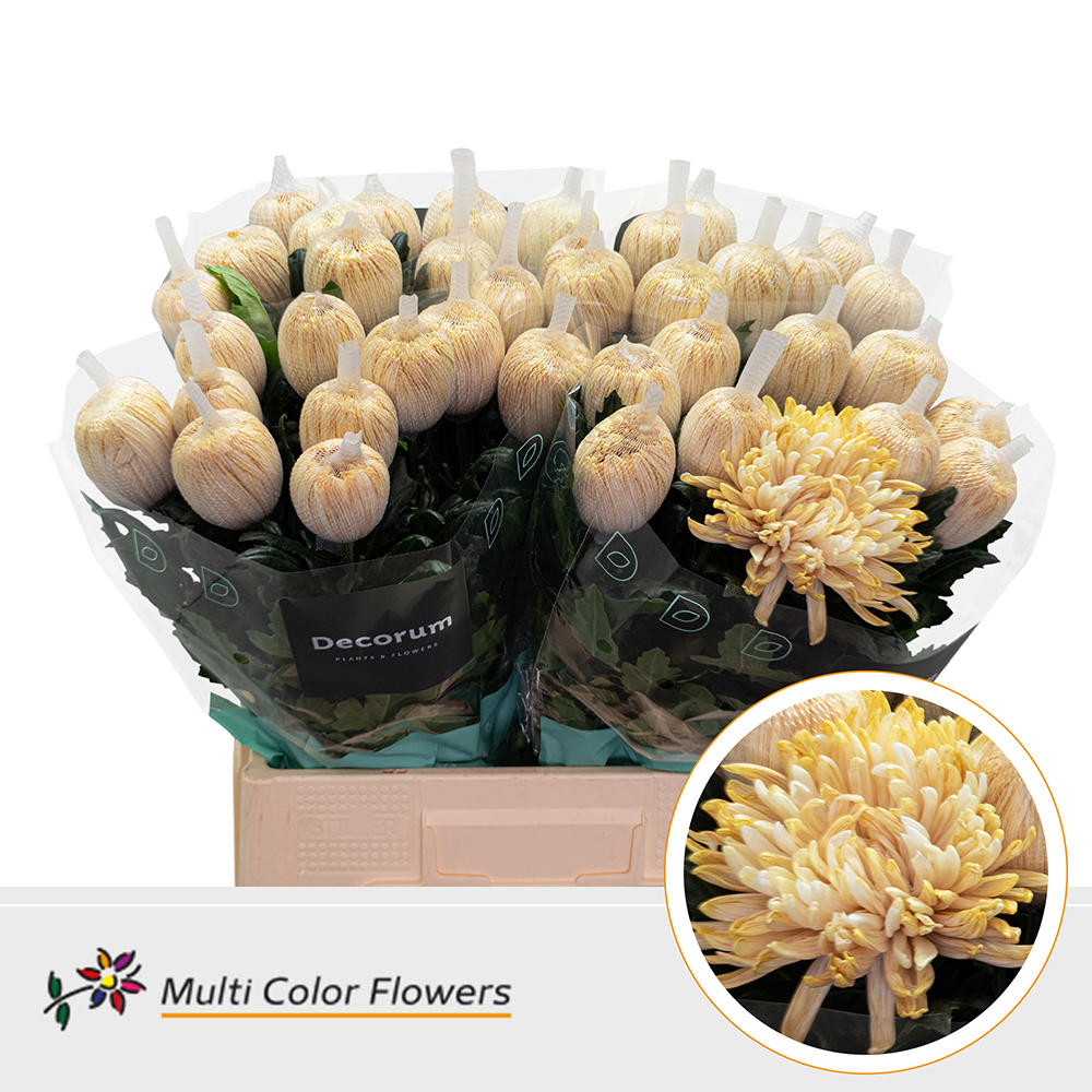 10x Chrysant antonov latte 70cm
