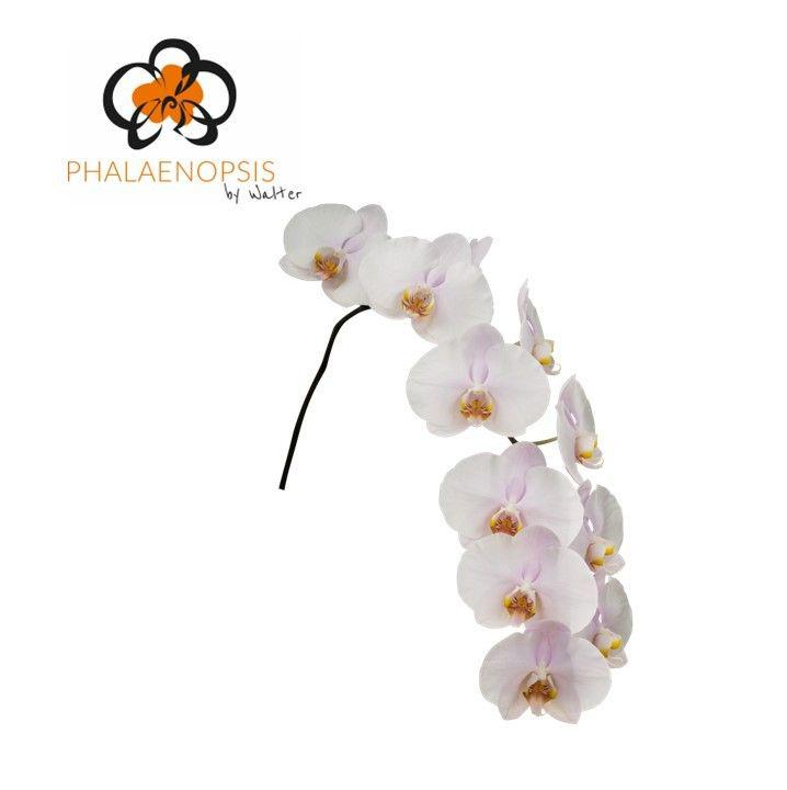 10x Phal.alpha 80cm
