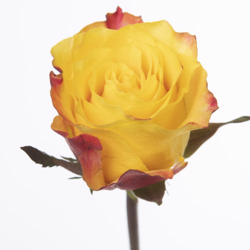 20x Rosa sunset x-pression 50cm