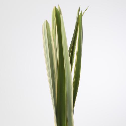 10x Sg phormium green 80cm