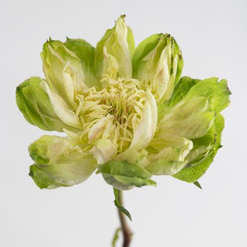 25x Rosa veggie! 50cm