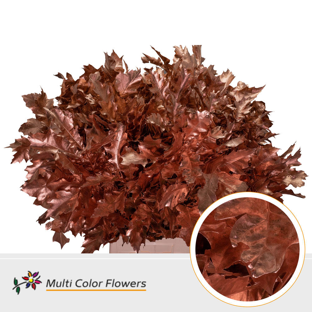 20x Sg quercus koper 60cm