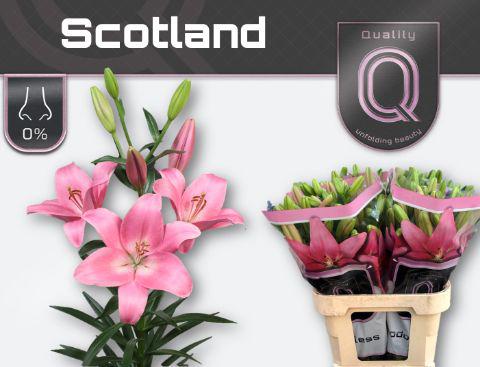 10x Lil.scotland la 80cm