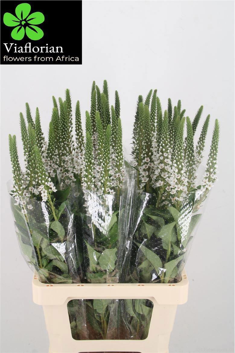 20x Lysimachia moonlight 70cm