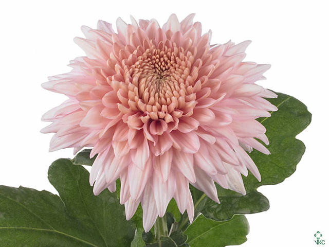 10x Chrysant mariëlle 70cm