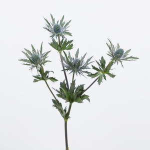10x Eryngium orion questar 40cm