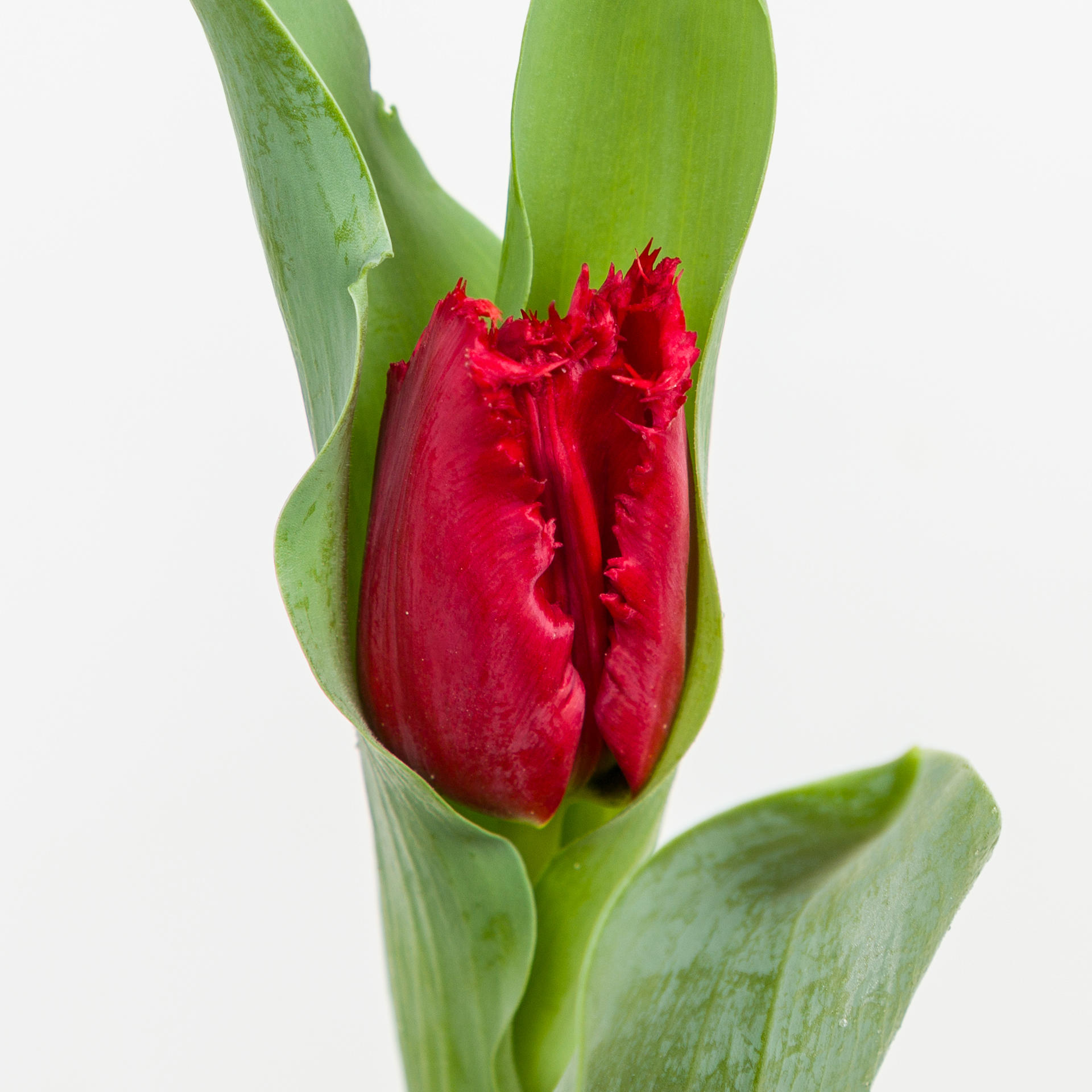 50x Tulipa indiana gf 40cm