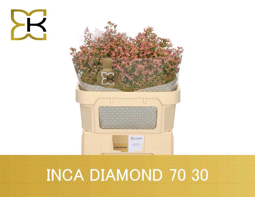 25x Lim.inca diamond 70cm