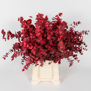 5x Dc eucalyptus stuart.rood gestabiliseerd 70cm
