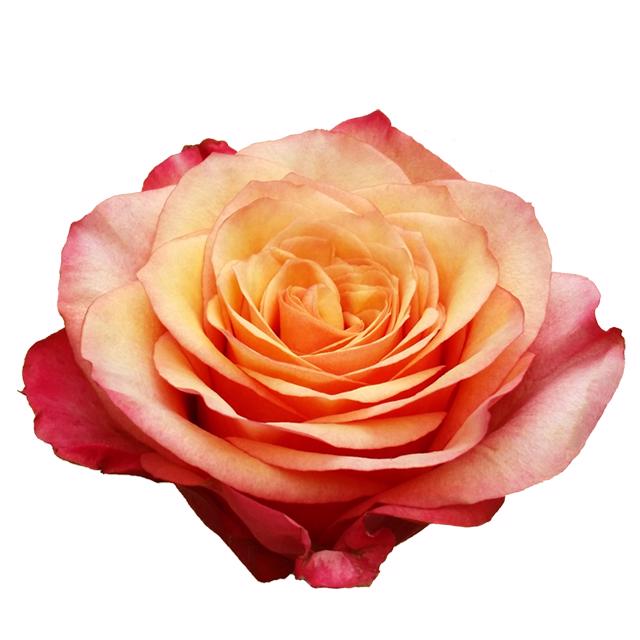 20x Rosa bogart 60cm