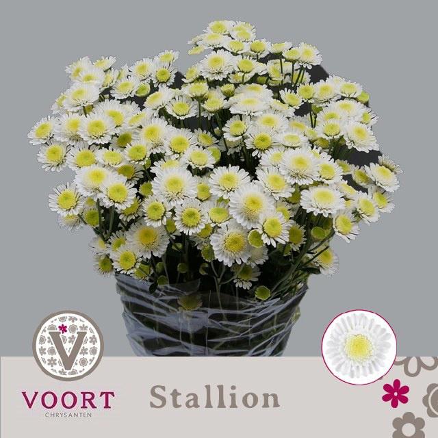 10x Chrysant stallion 70cm