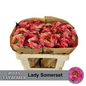 10x Rosa lady sommerset 50cm