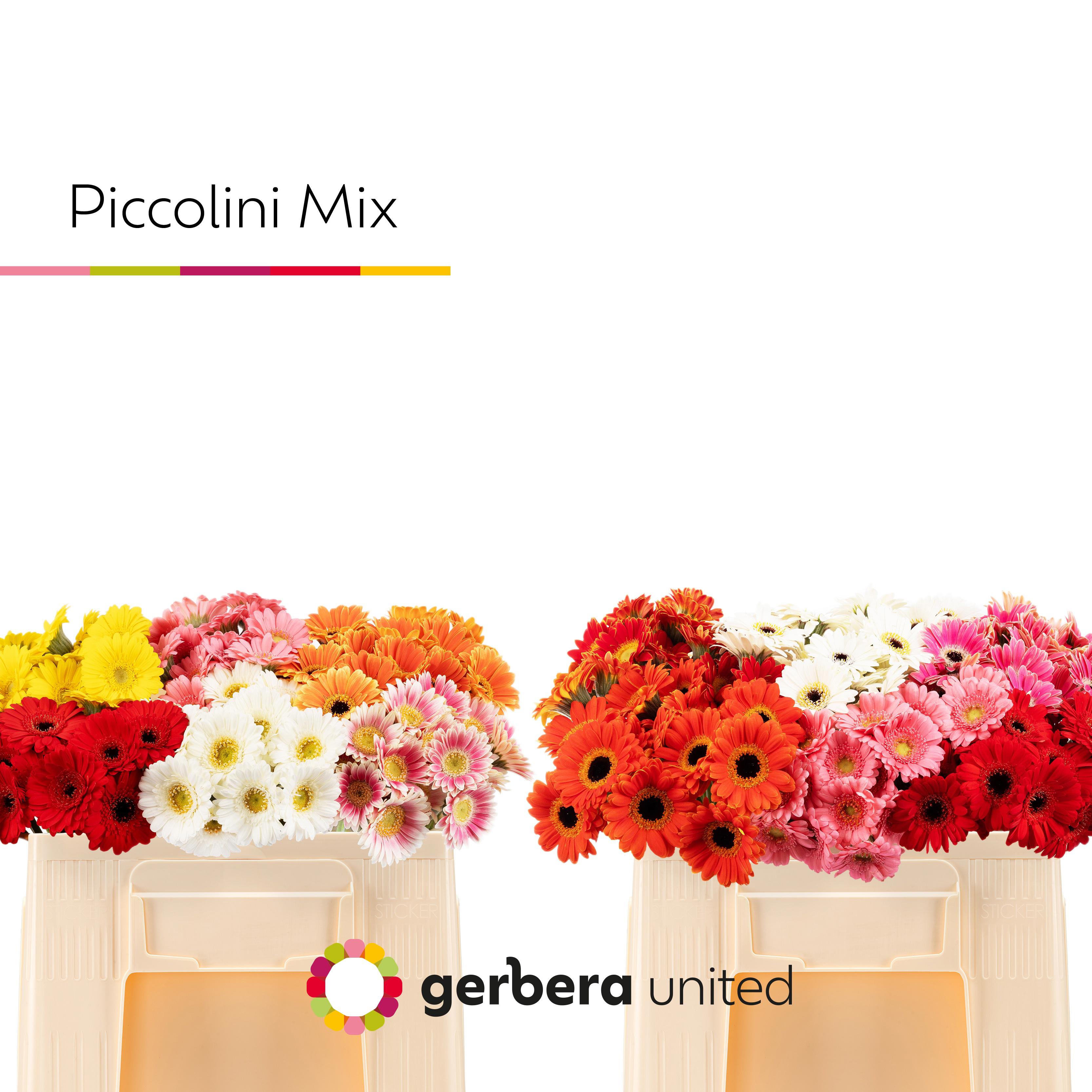 20x Germ.pic.mix var. 50cm
