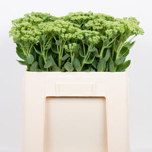 25x Sedum spectabile groen 50cm