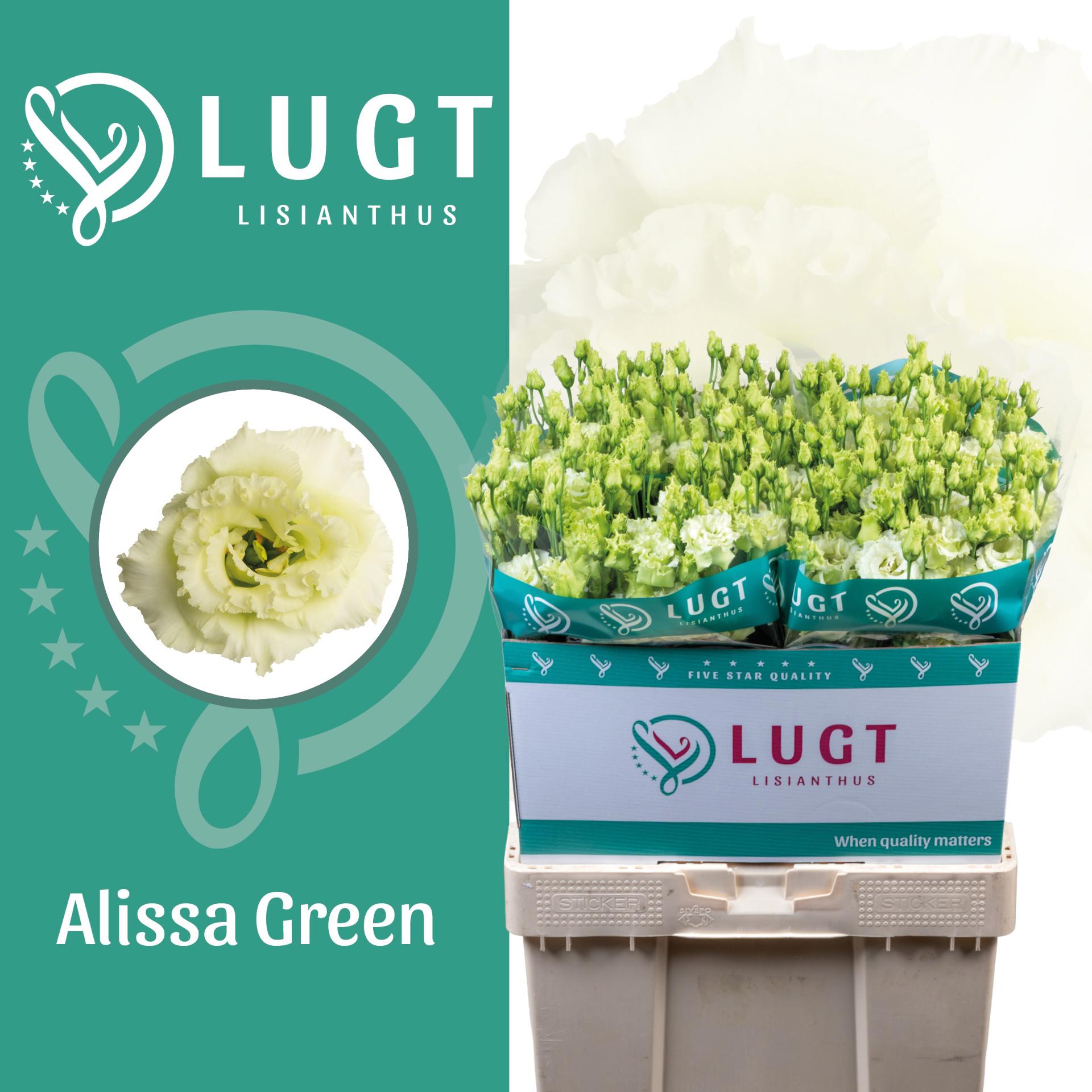 10x Eust.alissa green du 70cm