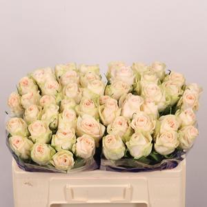 20x Rosa wedding rose 50cm