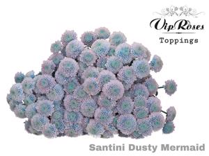 50x Chrysant san. dusty mermaid 50cm
