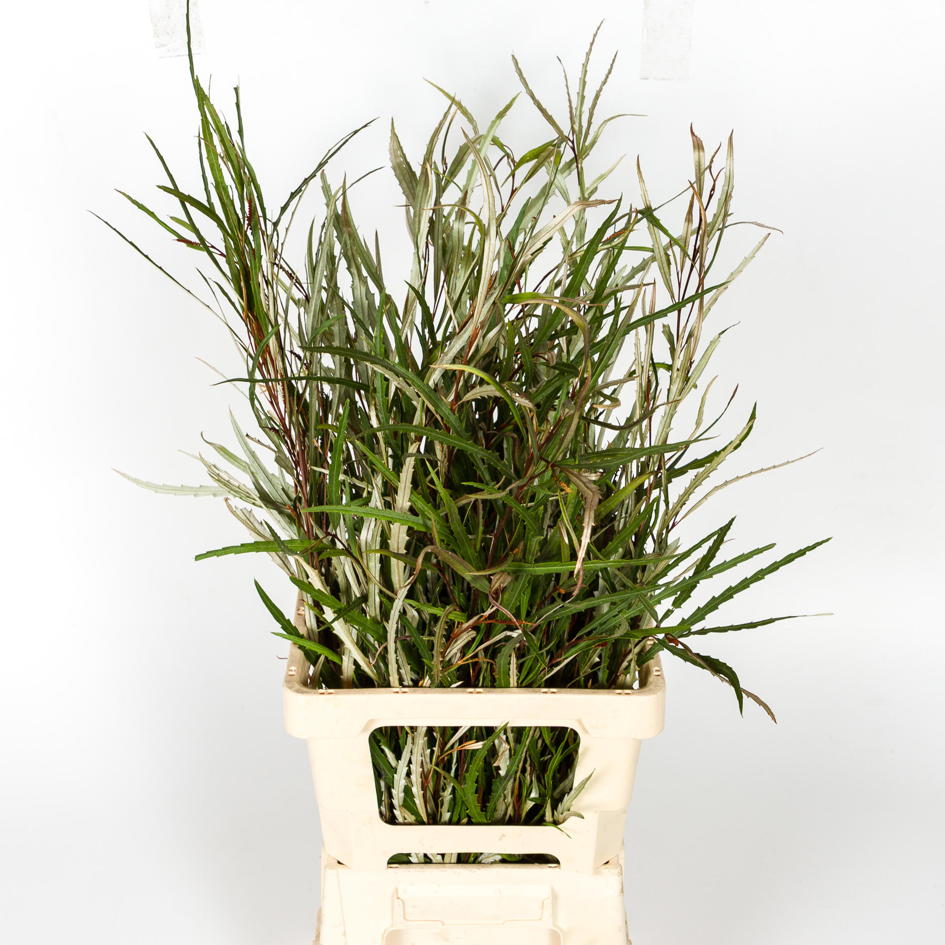 5x Sg grevillea blad 70cm