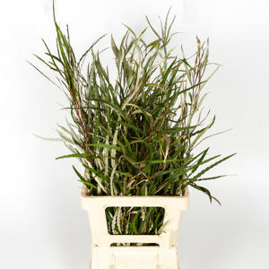 5x Sg grevillea blad 70cm