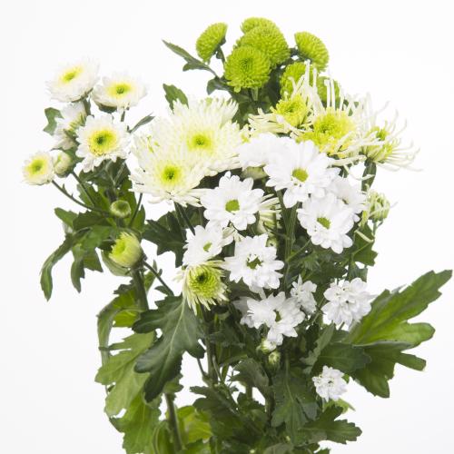 25x Chrysant san.mix/pak cold 5 kleuren 50cm