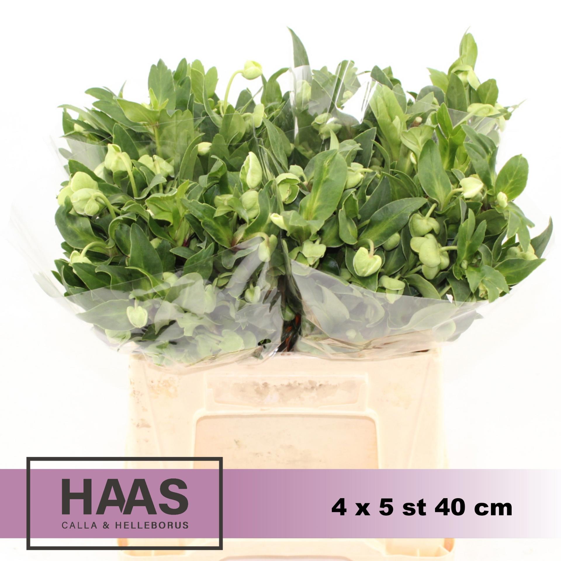 10x Helleborus magnificent bells 40cm