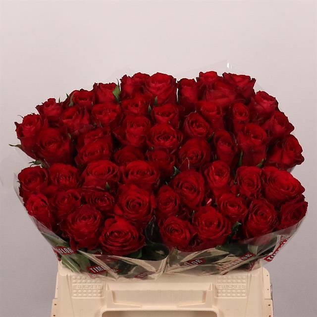 20x Rosa madam red 40cm