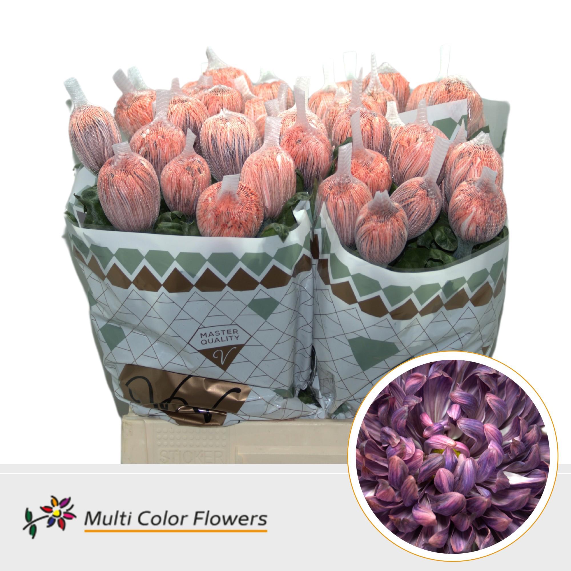 10x Chrysant antonov bandito 70cm