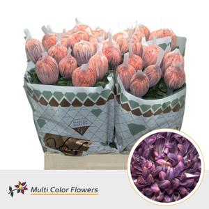 10x Chrysant antonov bandito 70cm