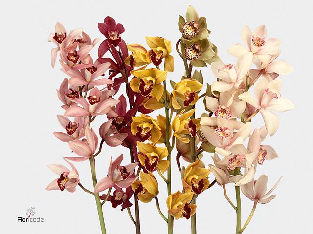 15x Minicymb.mix var. 50cm