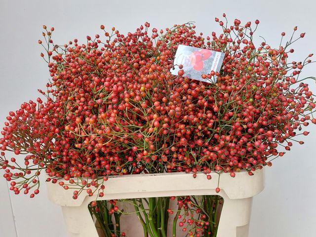 5x Rosa autumn splendor 80cm