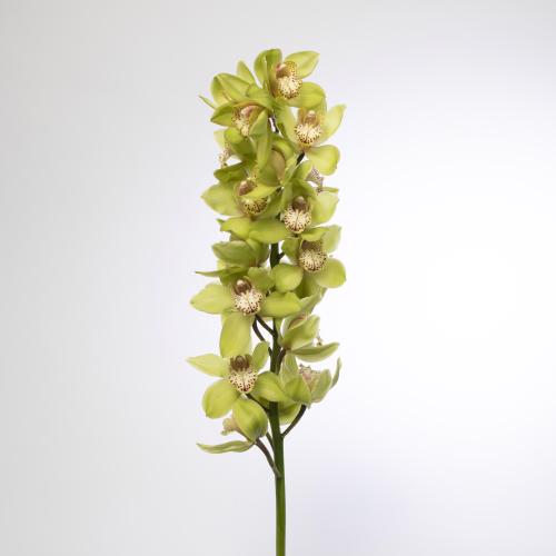 2x Cymb.tak bonny 80cm