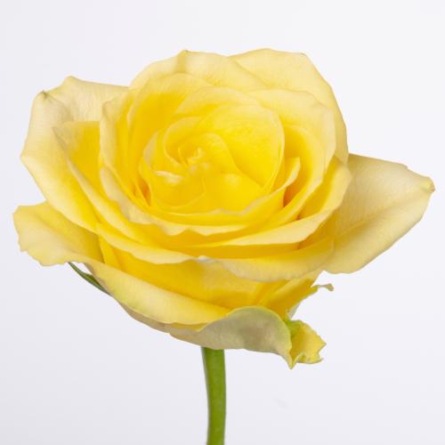 20x Rosa minion rose 60cm