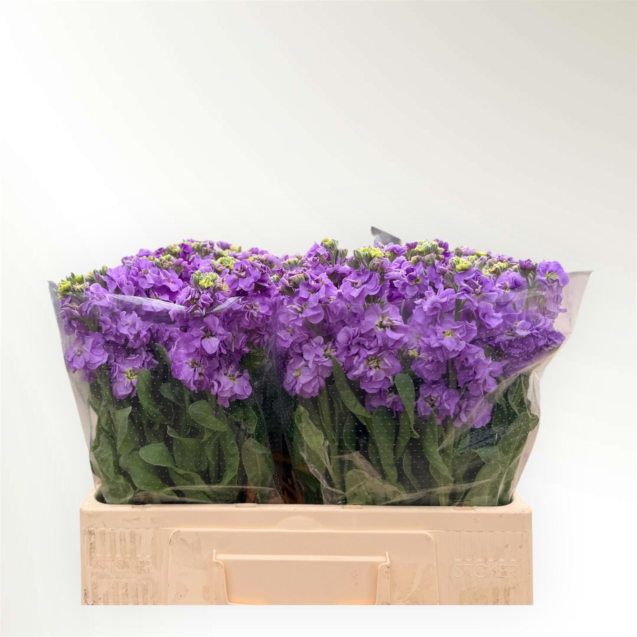 10x Matt.impala lavender 60cm
