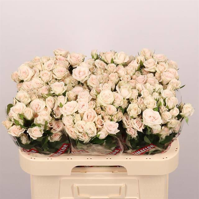 10x Rosa royal porcelina 60cm