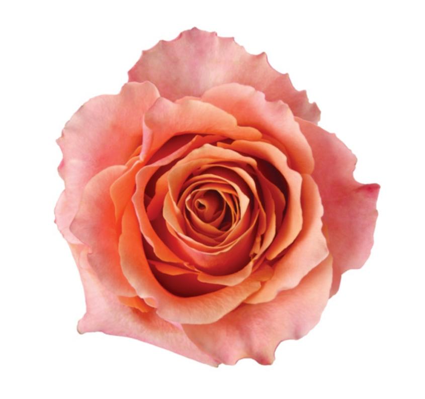 25x Rosa carpe diem+ 50cm