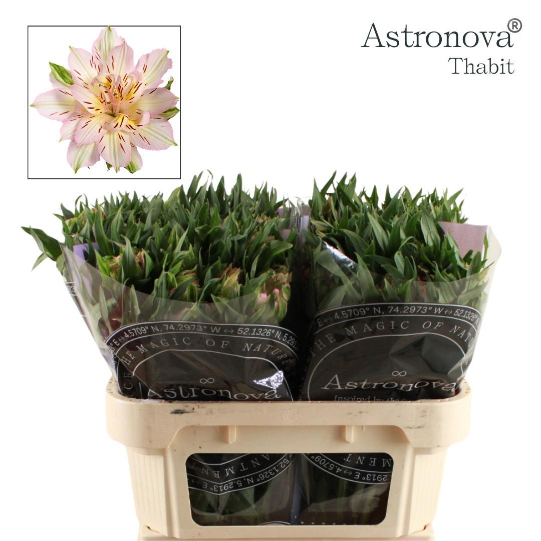 10x Alstroemeria astro.thabit 70cm