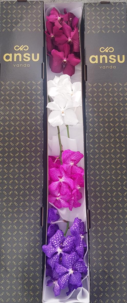 4x Vanda mix var.(tak) 20cm